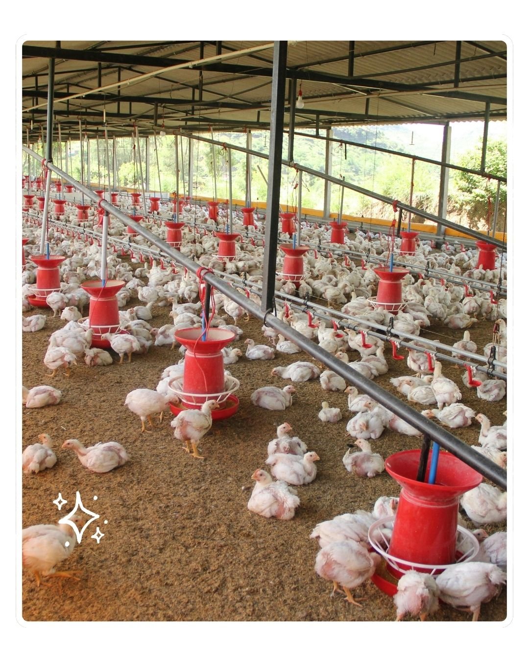 Poultry